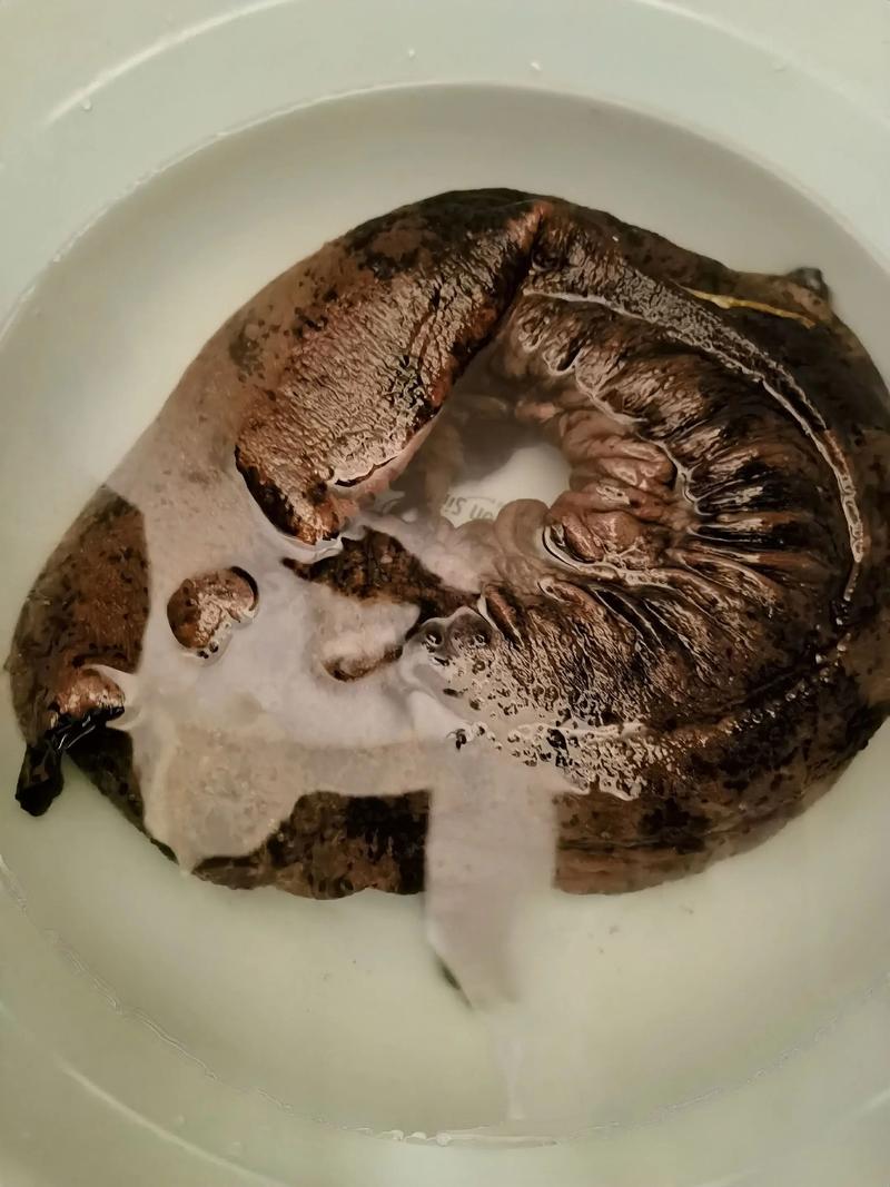 大鲵养殖：潜游于深山的秘密