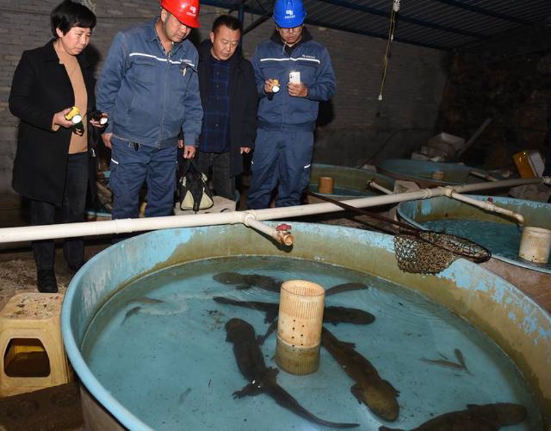 揭秘大鲵养殖行业的最新动态与发展趋势
